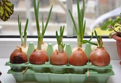 Как вырастить лук из семян за один сезон? Лучшие рекомендации и главные советы Как вырастить лук из семян за один сезон? Лучшие рекомендации и главные советы