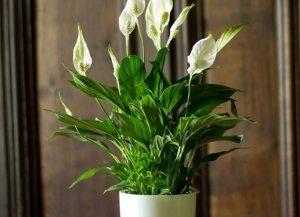 Какая должна быть влажность в квартире Какая должна быть влажность в квартире