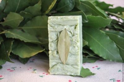 Лавровое дерево — выращиваем самостоятельно Лавровое дерево — выращиваем самостоятельно