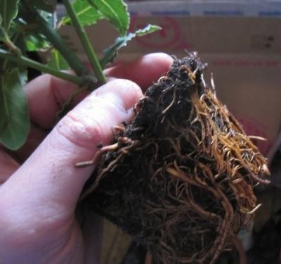 Лавровое дерево — выращиваем самостоятельно Лавровое дерево — выращиваем самостоятельно