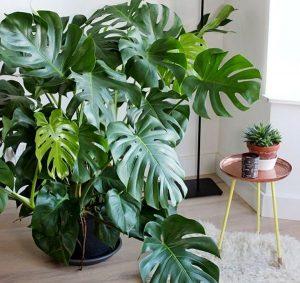 Какая должна быть влажность в квартире Какая должна быть влажность в квартире