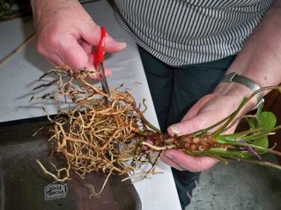 Пересадка комнатных растений — главные правила Пересадка комнатных растений — главные правила