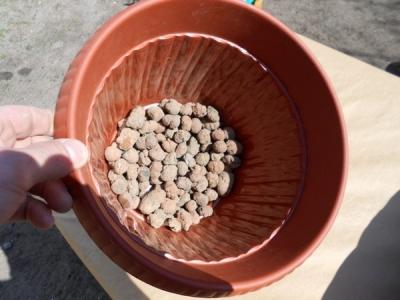 Пересадка комнатных растений — главные правила Пересадка комнатных растений — главные правила