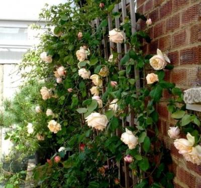 Живая изгородь на даче своими руками: какие растения лучше выбрать, пошаговый процесс монтажа Живая изгородь на даче своими руками: какие растения лучше выбрать, пошаговый процесс монтажа