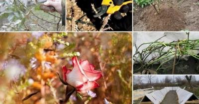 Пересадка комнатных растений — главные правила Пересадка комнатных растений — главные правила