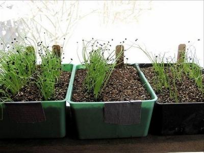 Как вырастить лук из семян за один сезон? Лучшие рекомендации и главные советы Как вырастить лук из семян за один сезон? Лучшие рекомендации и главные советы