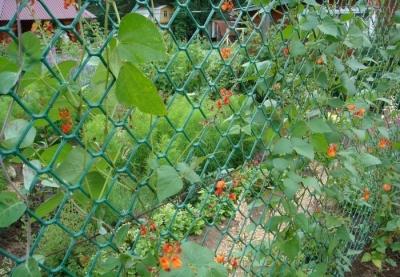 Живая изгородь на даче своими руками: какие растения лучше выбрать, пошаговый процесс монтажа Живая изгородь на даче своими руками: какие растения лучше выбрать, пошаговый процесс монтажа