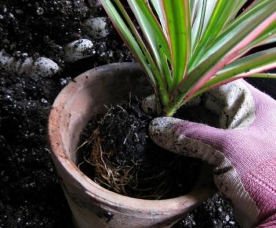 Пересадка комнатных растений — главные правила Пересадка комнатных растений — главные правила