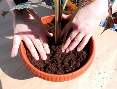 Пересадка комнатных растений — главные правила Пересадка комнатных растений — главные правила