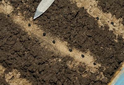 Как вырастить лук из семян за один сезон? Лучшие рекомендации и главные советы Как вырастить лук из семян за один сезон? Лучшие рекомендации и главные советы