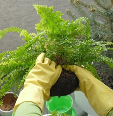 Пересадка комнатных растений — главные правила Пересадка комнатных растений — главные правила