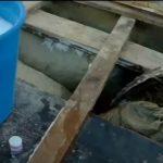 Выращивание грибов в домашних условиях: главные особенности и инструкция для новичков