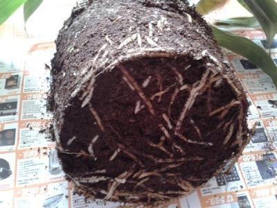 Пересадка комнатных растений — главные правила Пересадка комнатных растений — главные правила