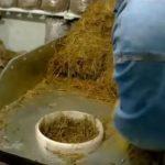 Выращивание грибов в домашних условиях: главные особенности и инструкция для новичков