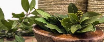 Лавровое дерево — выращиваем самостоятельно Лавровое дерево — выращиваем самостоятельно