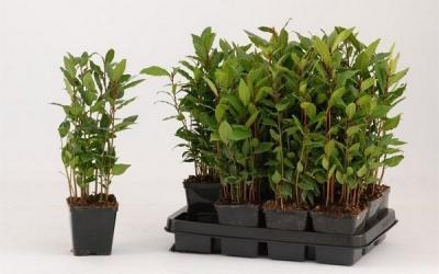 Лавровое дерево — выращиваем самостоятельно Лавровое дерево — выращиваем самостоятельно