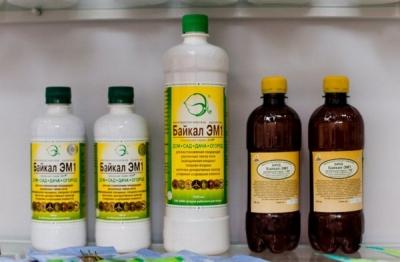 Как вырастить лук из семян за один сезон? Лучшие рекомендации и главные советы Как вырастить лук из семян за один сезон? Лучшие рекомендации и главные советы