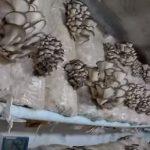 Выращивание грибов в домашних условиях: главные особенности и инструкция для новичков