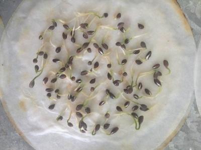 Как вырастить лук из семян за один сезон? Лучшие рекомендации и главные советы Как вырастить лук из семян за один сезон? Лучшие рекомендации и главные советы