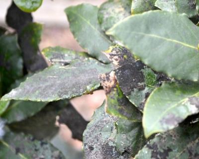 Лавровое дерево — выращиваем самостоятельно Лавровое дерево — выращиваем самостоятельно