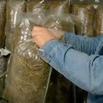 Выращивание грибов в домашних условиях: главные особенности и инструкция для новичков