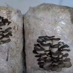 Выращивание грибов в домашних условиях: главные особенности и инструкция для новичков