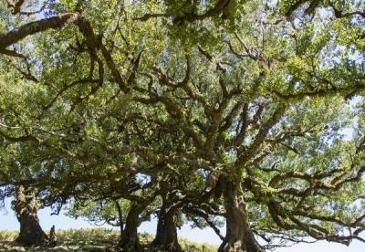 Лавровое дерево — выращиваем самостоятельно Лавровое дерево — выращиваем самостоятельно