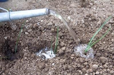 Как вырастить лук из семян за один сезон? Лучшие рекомендации и главные советы Как вырастить лук из семян за один сезон? Лучшие рекомендации и главные советы