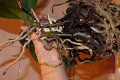 Пересадка комнатных растений — главные правила Пересадка комнатных растений — главные правила