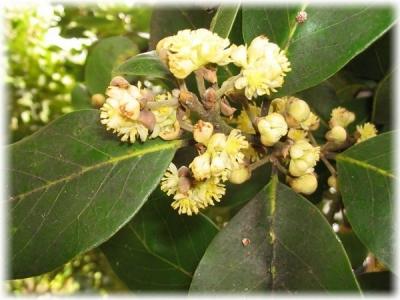 Лавровое дерево — выращиваем самостоятельно Лавровое дерево — выращиваем самостоятельно