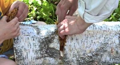 Выращивание грибов в домашних условиях: главные особенности и инструкция для новичков