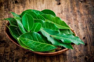 Лавровое дерево — выращиваем самостоятельно Лавровое дерево — выращиваем самостоятельно