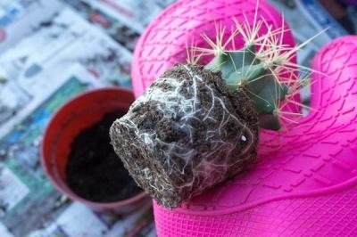 Пересадка комнатных растений — главные правила Пересадка комнатных растений — главные правила