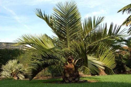 Как посадить пальму на участке