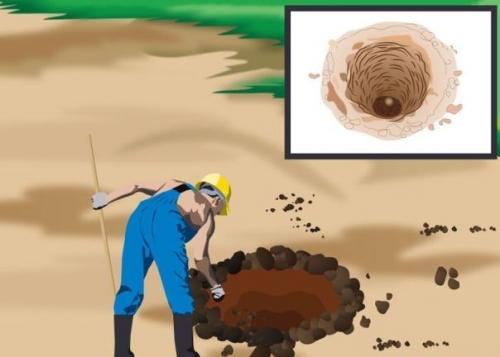 Как посадить пальму на участке