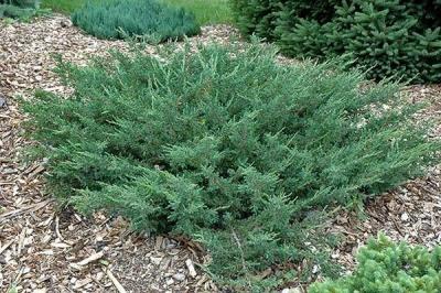 Можжевельник Блю Альпс: особенности посадки и ухода Можжевельник Блю Альпс: особенности посадки и ухода