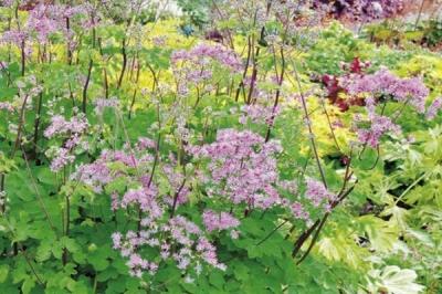 Василистник делавея — очаровательное украшение сада: выращивание и использование в дизайне Василистник делавея — очаровательное украшение сада: выращивание и использование в дизайне