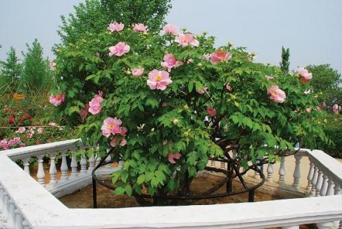 Используем пионы в дизайне участка Используем пионы в дизайне участка