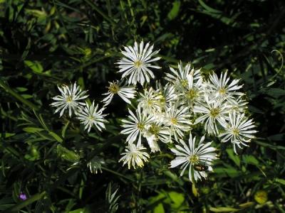 Василистник делавея — очаровательное украшение сада: выращивание и использование в дизайне Василистник делавея — очаровательное украшение сада: выращивание и использование в дизайне