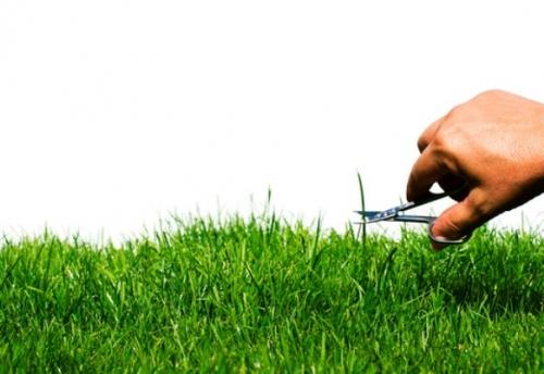 Красивый газон: основные правила ухода Красивый газон: основные правила ухода