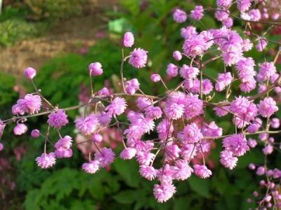 Василистник делавея — очаровательное украшение сада: выращивание и использование в дизайне Василистник делавея — очаровательное украшение сада: выращивание и использование в дизайне