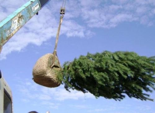 Крупномерные деревья: благоустраиваем приусадебный участок Крупномерные деревья: благоустраиваем приусадебный участок