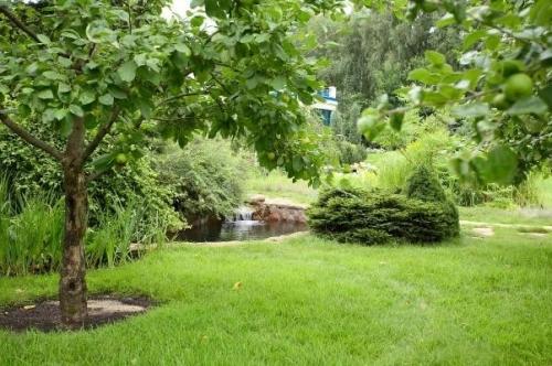 Крупномерные деревья: благоустраиваем приусадебный участок Крупномерные деревья: благоустраиваем приусадебный участок