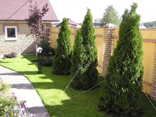 Крупномерные деревья: благоустраиваем приусадебный участок Крупномерные деревья: благоустраиваем приусадебный участок