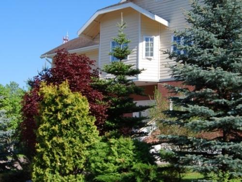 Крупномерные деревья: благоустраиваем приусадебный участок Крупномерные деревья: благоустраиваем приусадебный участок