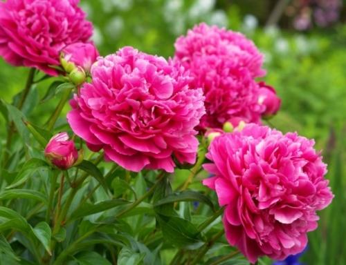 Используем пионы в дизайне участка Используем пионы в дизайне участка