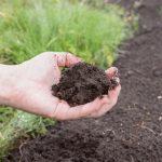 Василистник делавея — очаровательное украшение сада: выращивание и использование в дизайне Василистник делавея — очаровательное украшение сада: выращивание и использование в дизайне