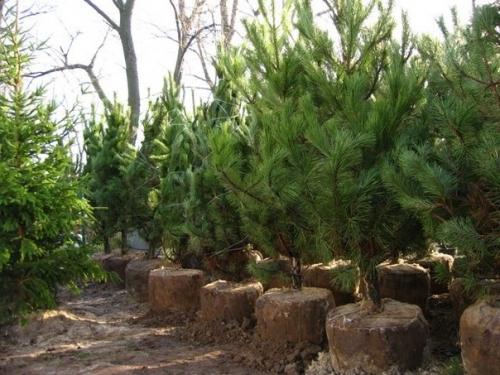 Крупномерные деревья: благоустраиваем приусадебный участок Крупномерные деревья: благоустраиваем приусадебный участок