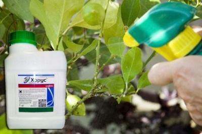 Обработка сада после цветения: чем опрыскивать растения для защиты от вредителей и болезней? Обработка сада после цветения: чем опрыскивать растения для защиты от вредителей и болезней?