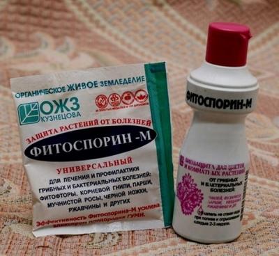 Обработка сада после цветения: чем опрыскивать растения для защиты от вредителей и болезней? Обработка сада после цветения: чем опрыскивать растения для защиты от вредителей и болезней?